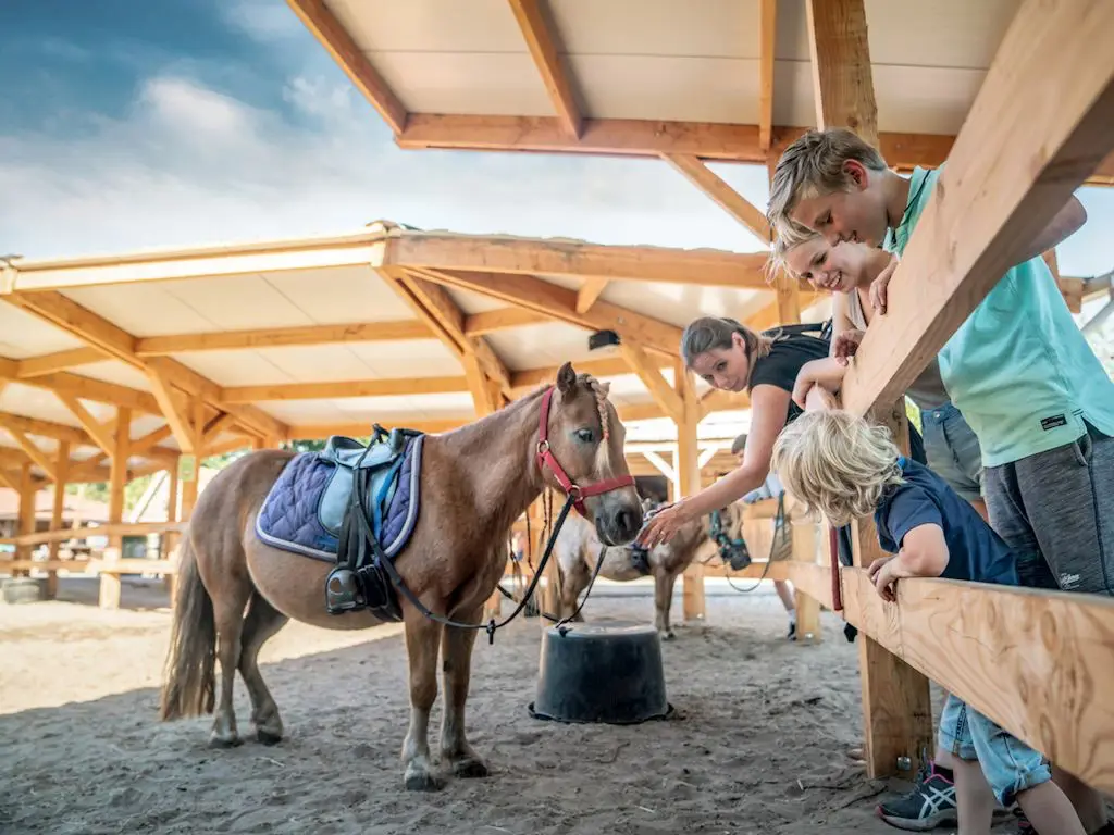 Kinderen aaien een paard op Landal Het Land van Bartje.